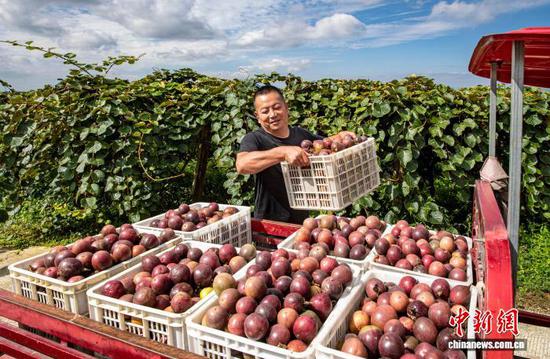 图为村民搬运百香果。 史开心 摄