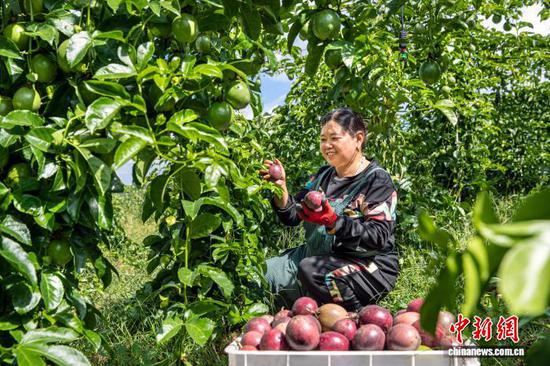 图为村民采摘百香果。 史开心 摄