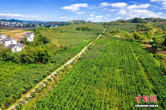 图为生态农业园百香果种植基地一角(无人机照片)。史开心 摄