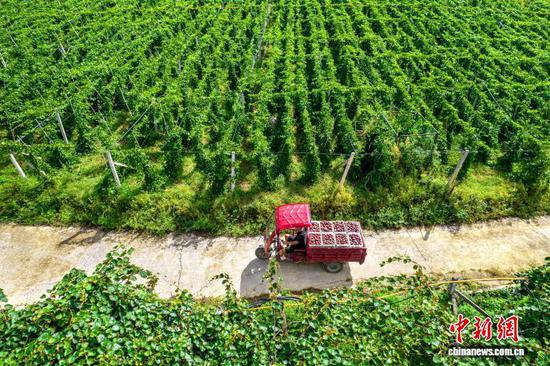图为村民转运刚采摘的百香果(无人机照片)。史开心 摄