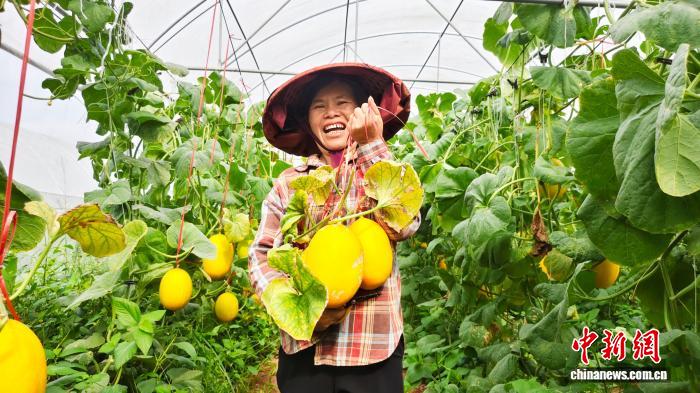 广西南宁：科技赋能甜瓜丰收 特色产业甜上心头