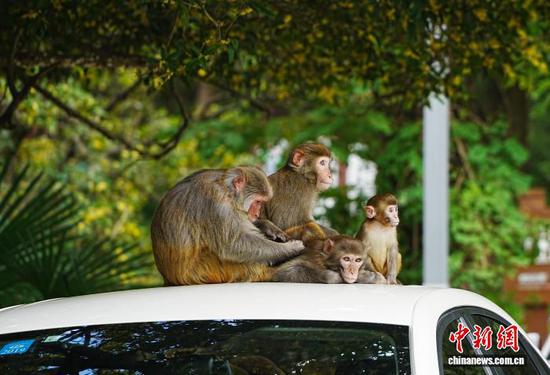 图为猕猴在游客的车顶休息和梳理毛发。中新网记者 周燕玲 摄