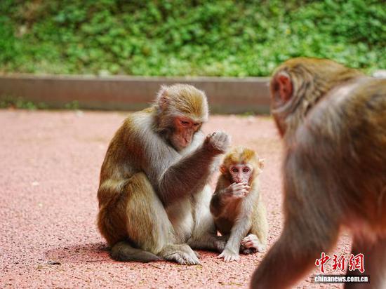 图为猕猴在梳理毛发。中新网记者 周燕玲 摄