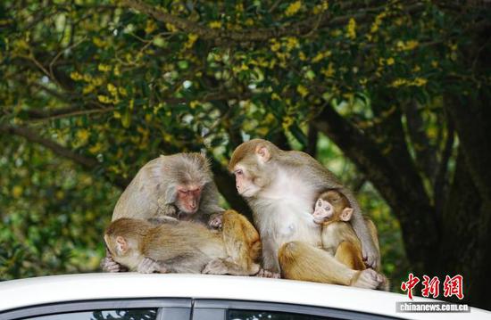 图为猕猴在游客的车顶休息和梳理毛发。中新网记者 周燕玲 摄