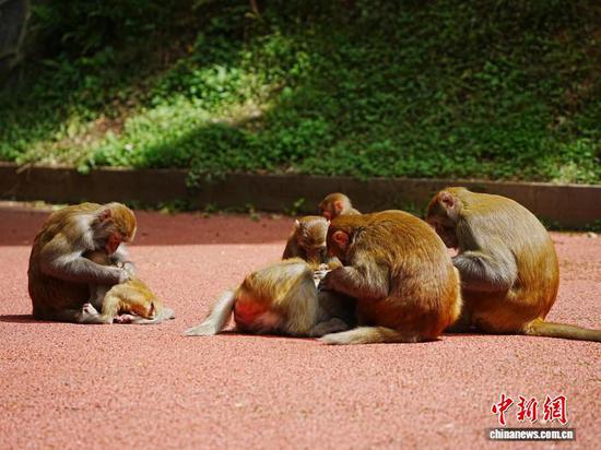 图为猕猴在梳理毛发。中新网记者 周燕玲 摄