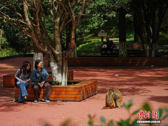 图为公园内的游客在看猕猴玩耍。中新网记者 周燕玲 摄