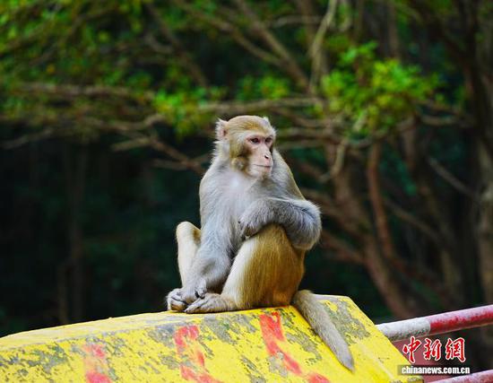图为一只猕猴在公园的路边静坐。中新网记者 周燕玲 摄