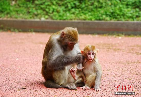 图为猕猴在梳理毛发。中新网记者 周燕玲 摄