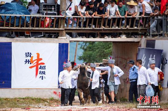 图为侗族同胞牵着牛王进场准备参加打斗。吴德军 摄