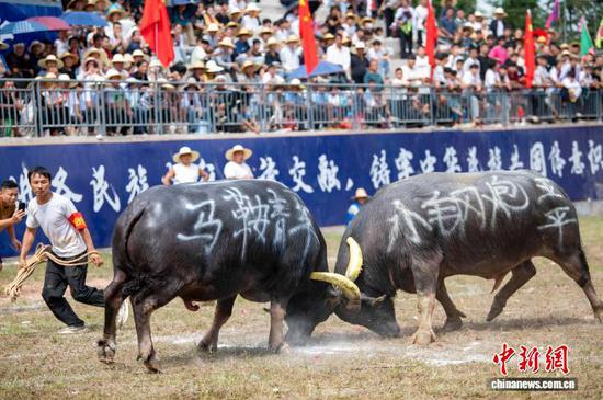 图为两头斗牛在激烈打斗。吴德军 摄