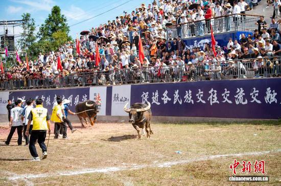 图为两头斗牛在相互追逐。吴德军 摄