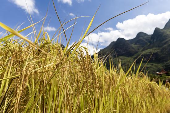 金黄的稻穗挂满枝头 金黄的稻穗挂满枝头