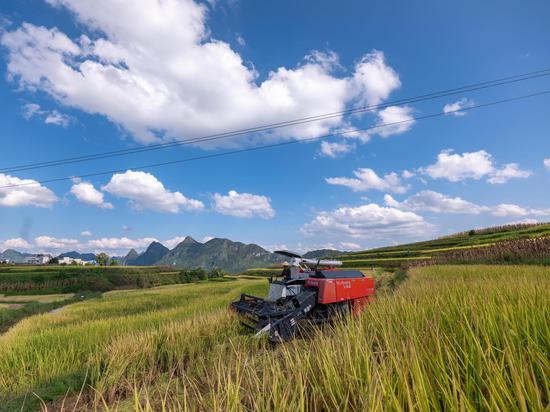 大型收割机正在收割水稻 大型收割机正在收割水稻