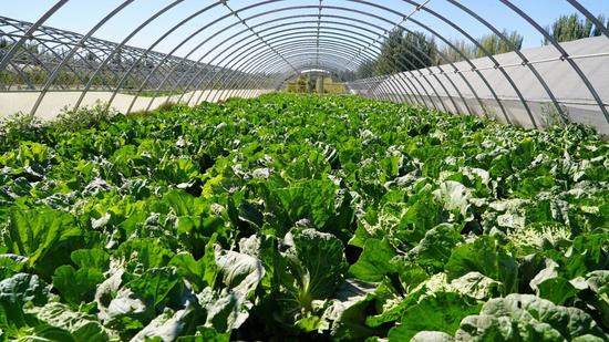 白菜大棚