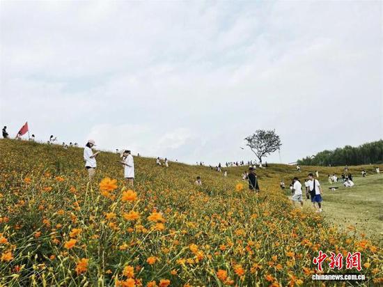 嘉善县碧云花园景区，大片花海吸引游客。嘉善县传媒中心供图