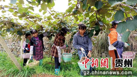 工人正在采摘猕猴桃 工人正在采摘猕猴桃