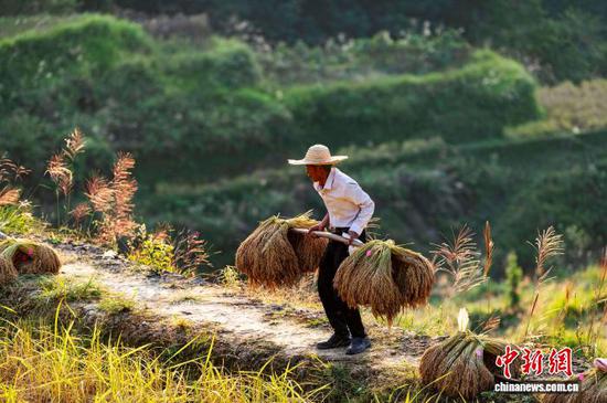图为侗族同胞在从江县高增乡建华村挑运香禾糯稻谷。吴德军 摄 图为侗族同胞在从江县高增乡建华村挑运香禾糯稻谷。吴德军 摄
