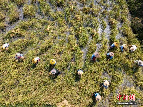 图为侗族同胞在从江县高增乡建华村采收香禾糯稻谷。吴德军 摄 图为侗族同胞在从江县高增乡建华村采收香禾糯稻谷。吴德军 摄