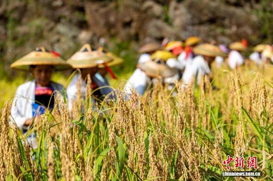 图为侗族同胞在从江县高增乡建华村采收香禾糯稻谷。吴德军 摄 图为侗族同胞在从江县高增乡建华村采收香禾糯稻谷。吴德军 摄