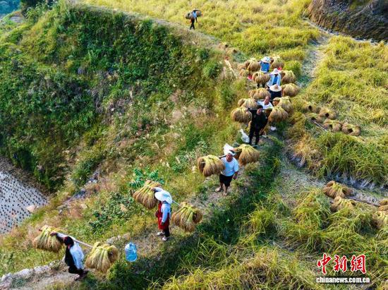 图为侗族同胞在从江县高增乡建华村挑运香禾糯稻谷。吴德军 摄 图为侗族同胞在从江县高增乡建华村挑运香禾糯稻谷。吴德军 摄