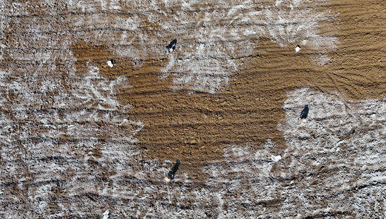 石灰粉末逐渐覆盖整片田地。陈昆 摄 石灰粉末逐渐覆盖整片田地。陈昆 摄