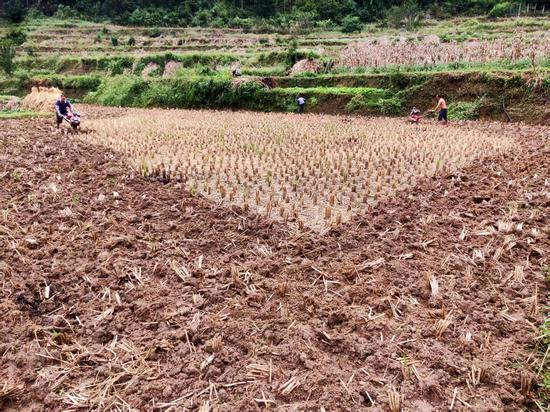 油菜集中育苗基地
