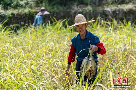 图为侗族同胞在从江县高增乡建华村稻田里抓稻花鱼。吴德军 摄 图为侗族同胞在从江县高增乡建华村稻田里抓稻花鱼。吴德军 摄