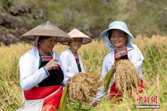 图为侗族同胞在从江县高增乡建华村采收香禾糯稻谷。吴德军 摄 图为侗族同胞在从江县高增乡建华村采收香禾糯稻谷。吴德军 摄