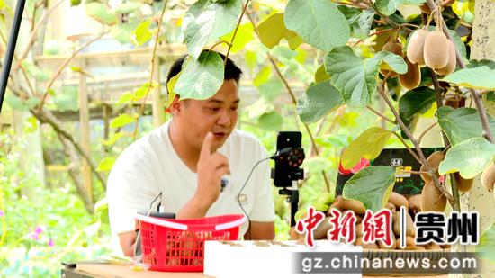 直播销售猕猴桃 直播销售猕猴桃