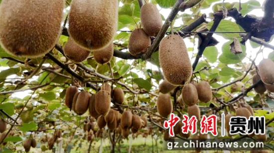 猕猴桃挂满枝头 猕猴桃挂满枝头