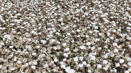 23aa8b9c181bc7d3af8cf1d9e1ff98d1