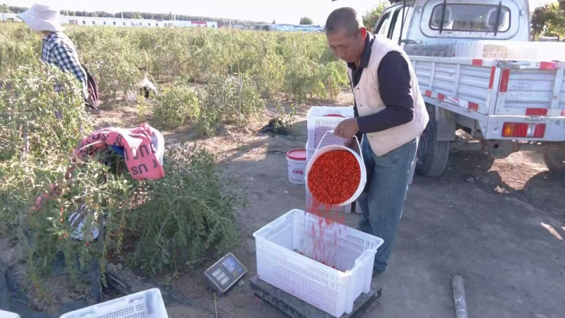 企业正在收购鲜枸杞。