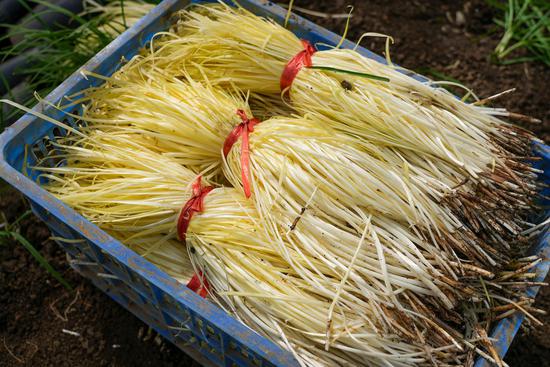 刚收割的韭黄。沈建华 摄 刚收割的韭黄。沈建华 摄