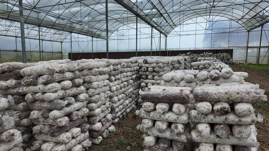 食用菌大棚内菌棒堆积，孕育 “金疙瘩”。罗金 摄