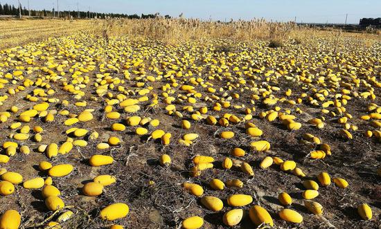 金秋一到，托托镇的田埂上就热闹起来，放眼望去全是亮眼的金黄——不是稻谷也不是玉米，是铺得满地都是的西葫芦。当地人都管它叫“金瓜子”，眼下正是抢收的关键时候。