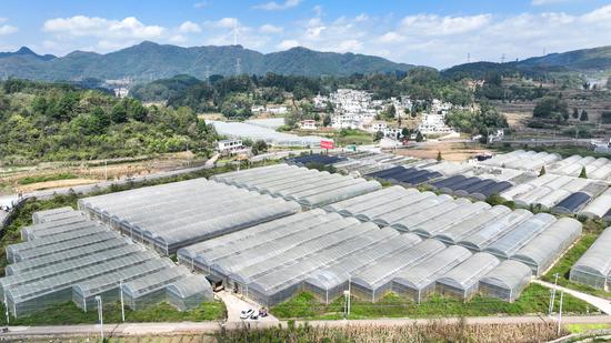 石牛村韭黄种植基地。沈建华 摄 石牛村韭黄种植基地。沈建华 摄