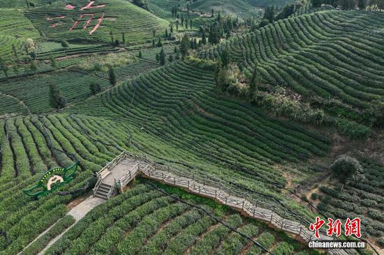 10月12日，航拍贵州省遵义市凤冈县何坝街道的“茶海”秋意盎然、美不胜收。