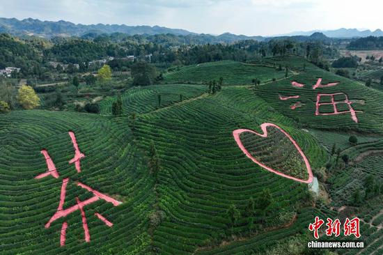 10月12日，航拍贵州省遵义市凤冈县何坝街道的“茶海”秋意盎然、美不胜收。