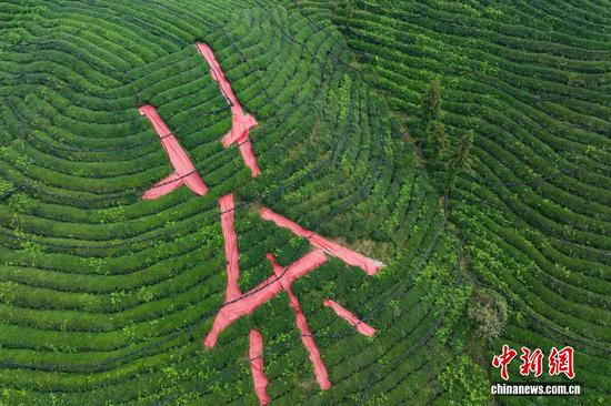 10月12日，航拍贵州省遵义市凤冈县何坝街道的“茶海”秋意盎然、美不胜收。