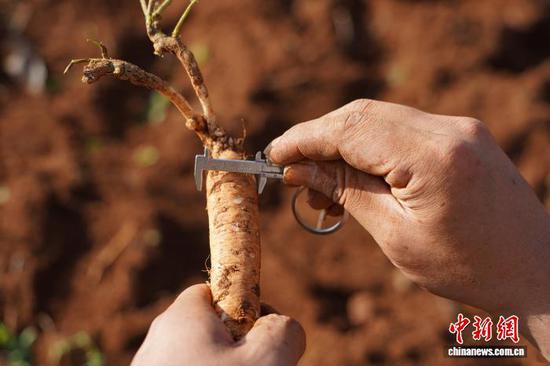 10月14日，在威宁自治县草海镇同心村党参种植基地，基地负责人王洪银用游标卡尺测量刚采挖的党参直径。赵庆能 摄