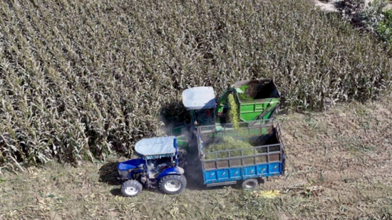 联合收割机一天收多少亩地玉米 MfEG-hewchry5005816.png