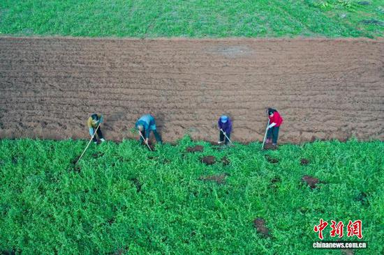 连日来，贵州省毕节市威宁彝族回族苗族自治县的9.2万亩党参迎来丰收，农户们抢抓晴好天气，在田间地头加紧采收。近年来，威宁自治县因地制宜种植党参，让党参产业逐渐成长为兴业、强县、富民的主导产业之一，有效带动农业增效、农业增收。2025年党参产量预计达到7万吨，产值23亿元人民币。图为10月14日，航拍农户在威宁自治县草海镇同心村党参种植基地采挖党参。赵庆能 摄
