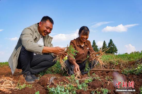 10月14日，在威宁自治县草海镇同心村党参种植基地，基地负责人王洪银(左一)和农户赵乖巧查看采挖的党参品质。赵庆能 摄