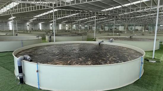 和田域见疆来水产公司室内水产养殖产业园内景。阿卜力克木·依卜拉依木 摄