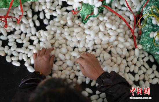 图为10月16日，工人在车间里选茧。石小杰 摄