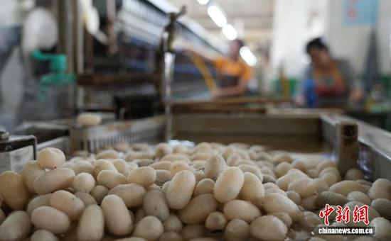 图为10月16日，车间里煮好的蚕茧。石小杰 摄