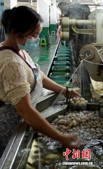 图为10月16日，工人在车间里进行“索理绪”工作。石小杰 摄