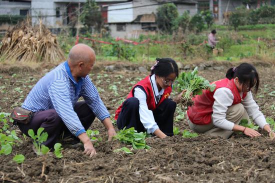 志愿者帮助农户种植油菜 志愿者帮助农户种植油菜