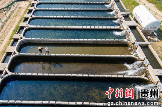 工人在查看成鱼生长情况 工人在查看成鱼生长情况