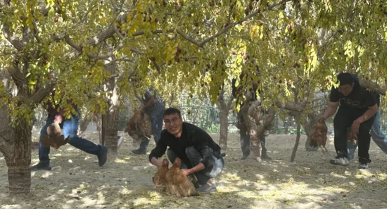 “红枣鸡”抓捕活动。